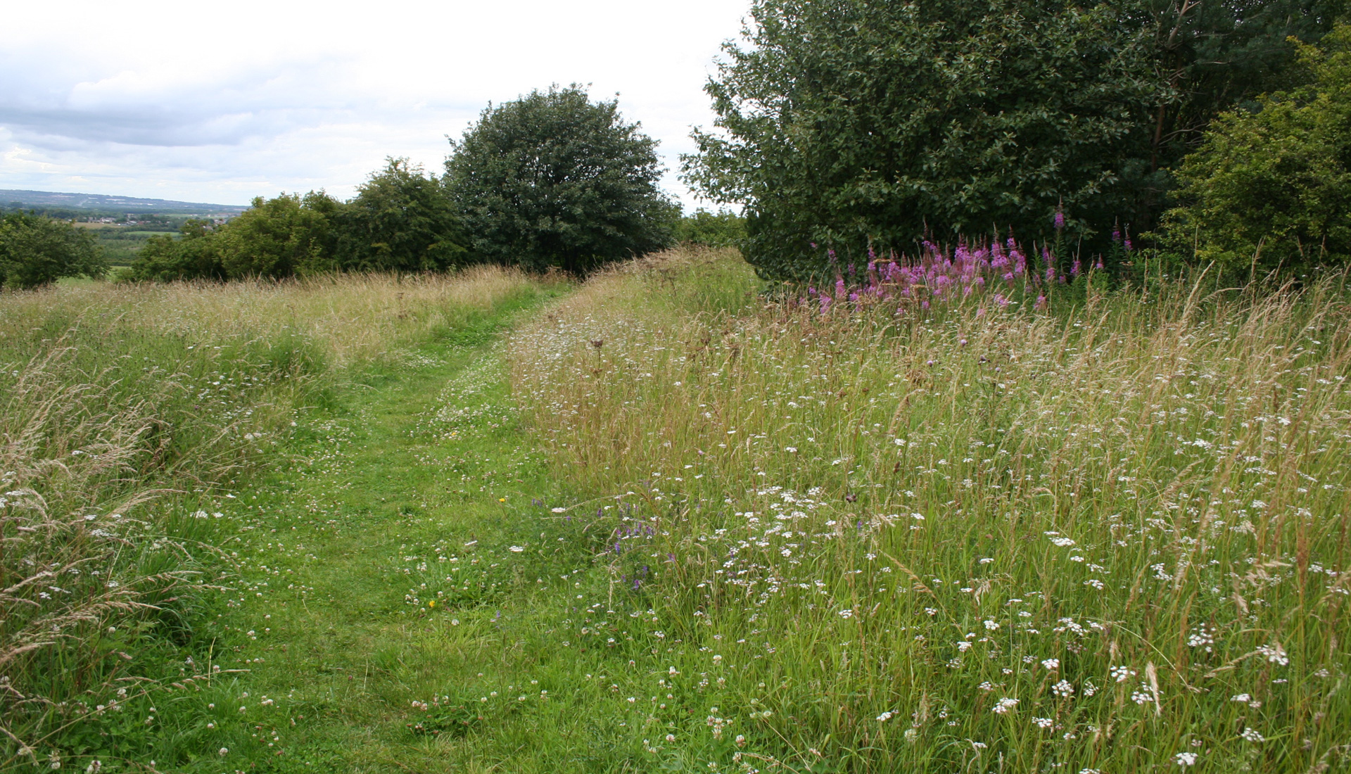 A footpath through a field.