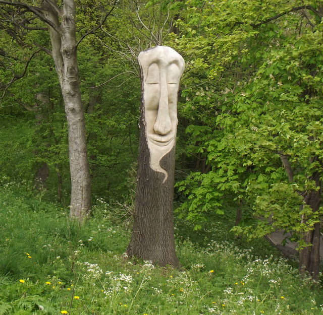 A wood carving of a face in a tree trunk.