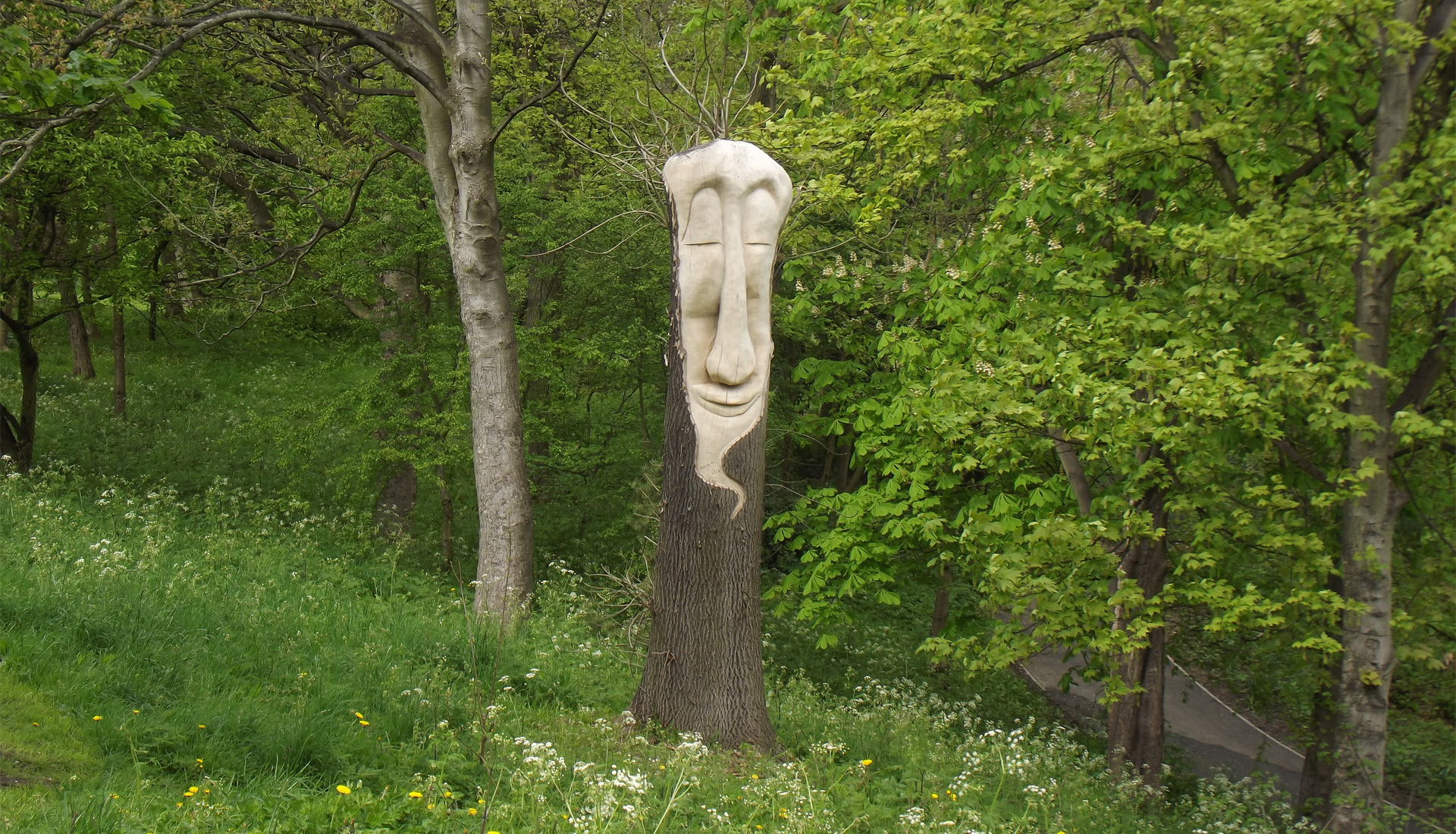 A wood carving of a face in a tree trunk.