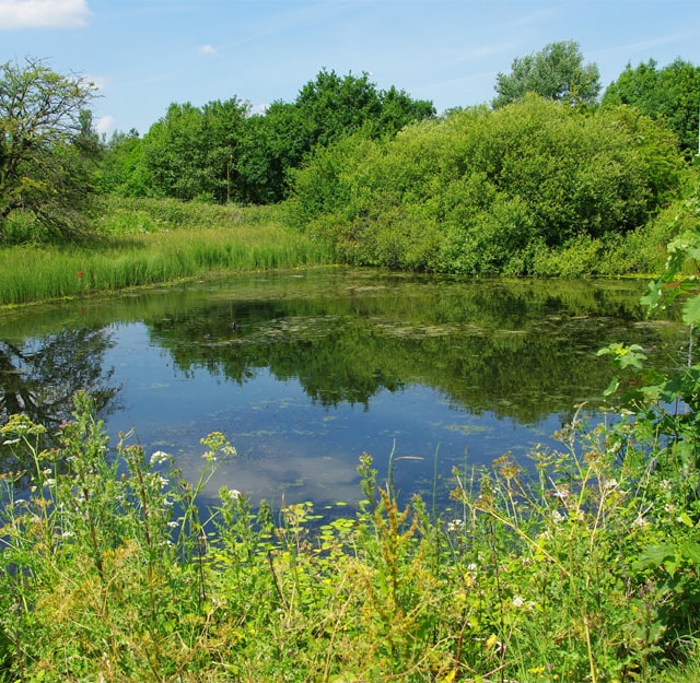 A lake surrounded by grasslands and trees.