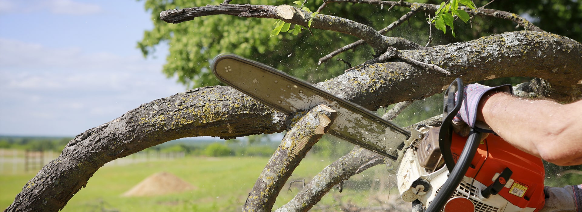 Tree and Vegetation Clearance.
